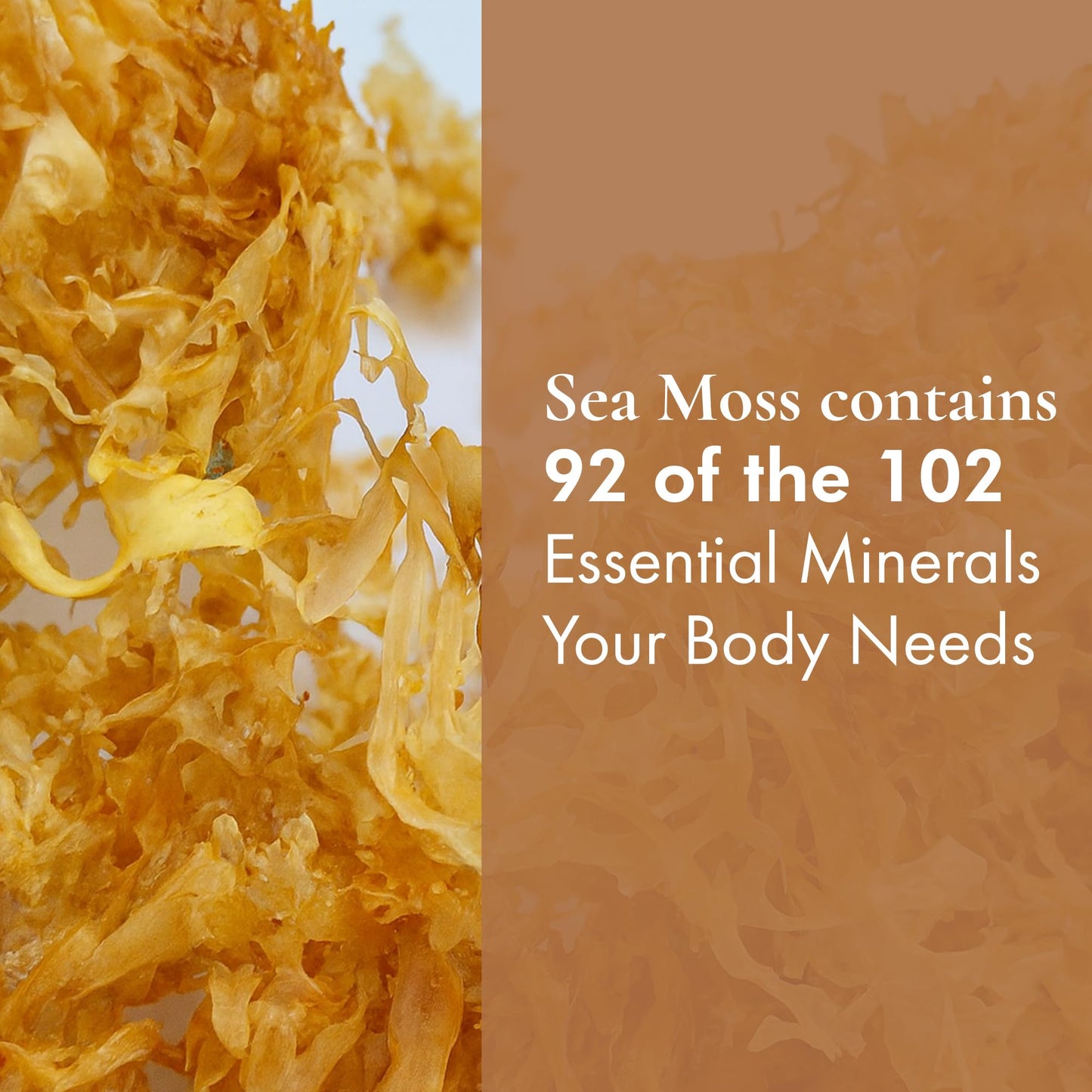 HalalEveryDay Wildcrafted Irish Sea Moss - 1lb Bag- 100% Pure All Natural | Vitamin & Mineral Rich | No Preservatives | Golden | 16 oz