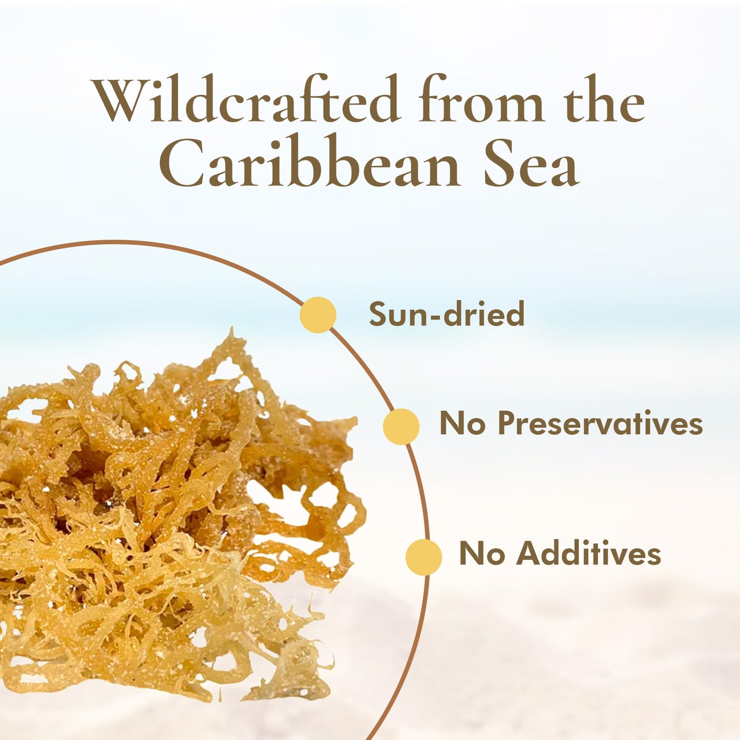 HalalEveryDay Wildcrafted Irish Sea Moss - 1lb Bag- 100% Pure All Natural | Vitamin & Mineral Rich | No Preservatives | Golden | 16 oz